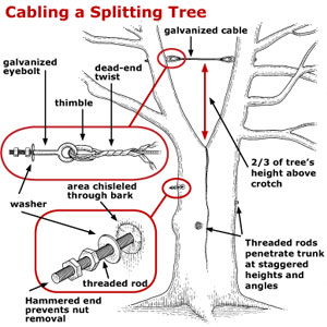 Tree Cable Diagram